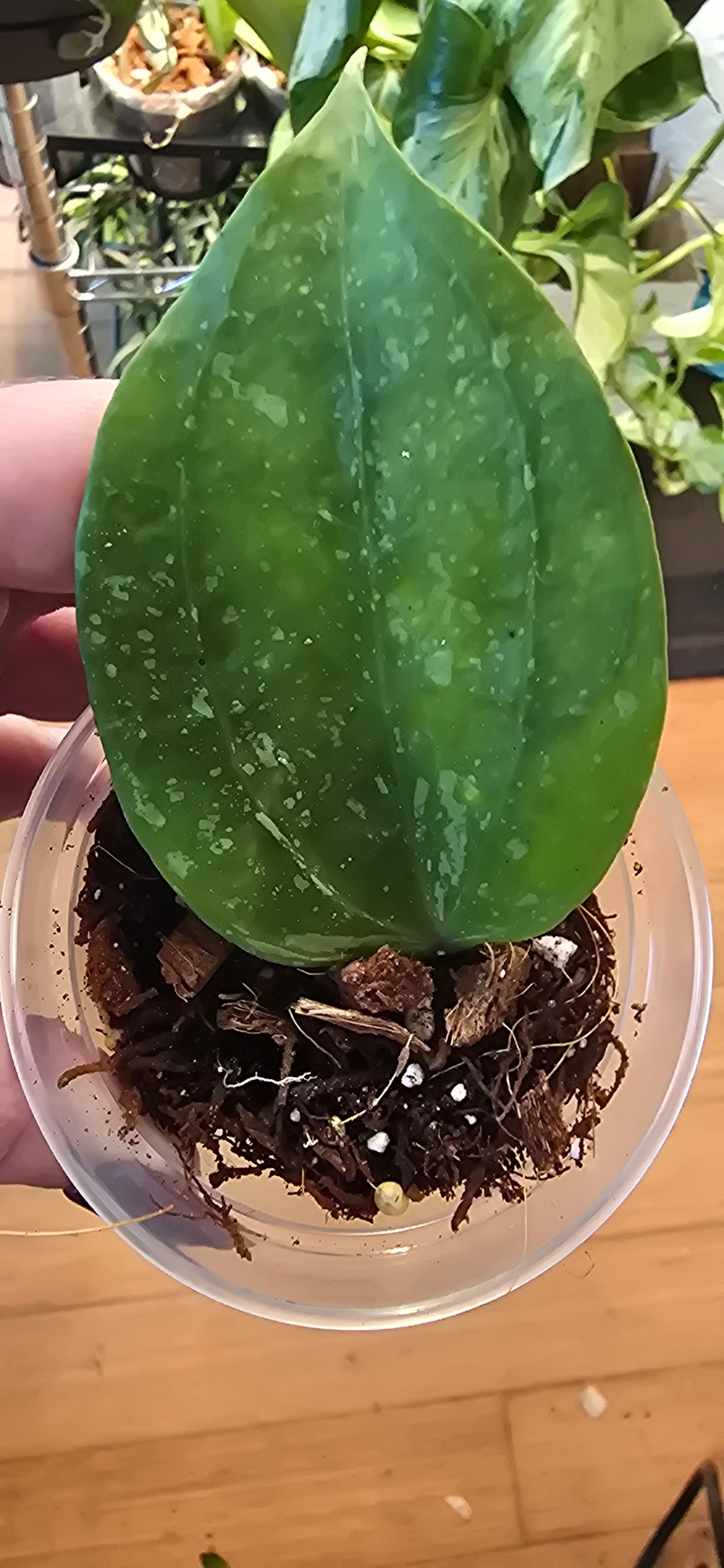 Hoya Latifola Snow Queen
