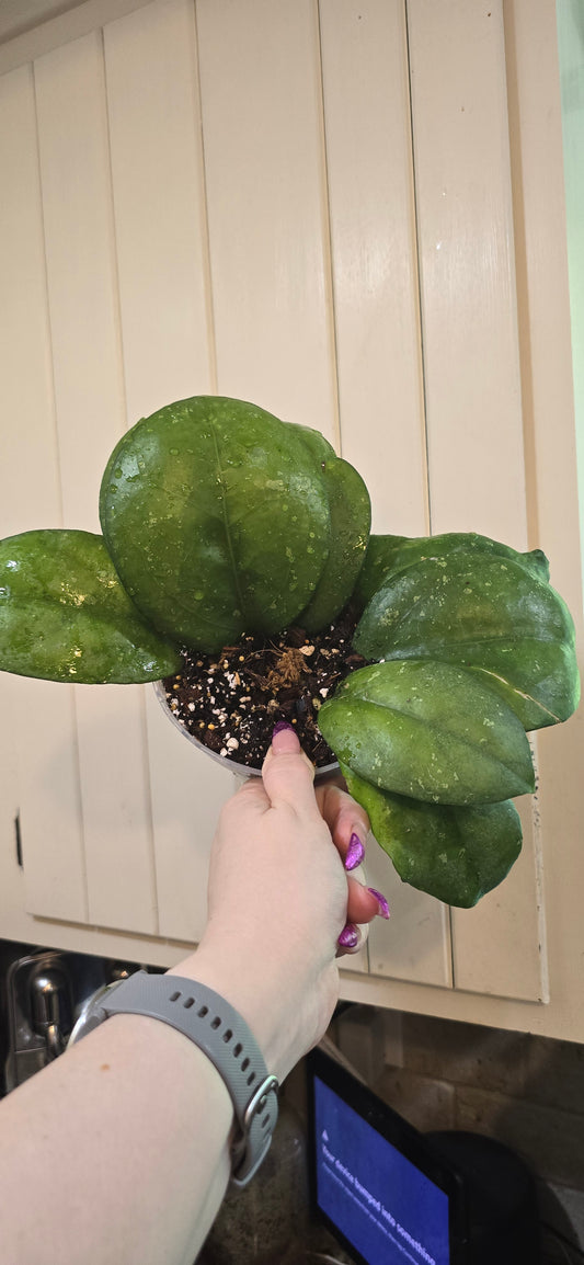 Hoya Noelle