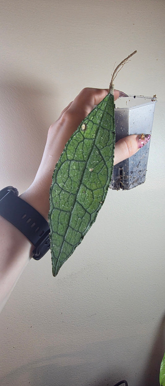 Hoya sp. Aceh 'Clemensiorum' (Variant #1)
