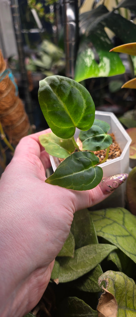 Anthurium Hybrid — Established Seedling