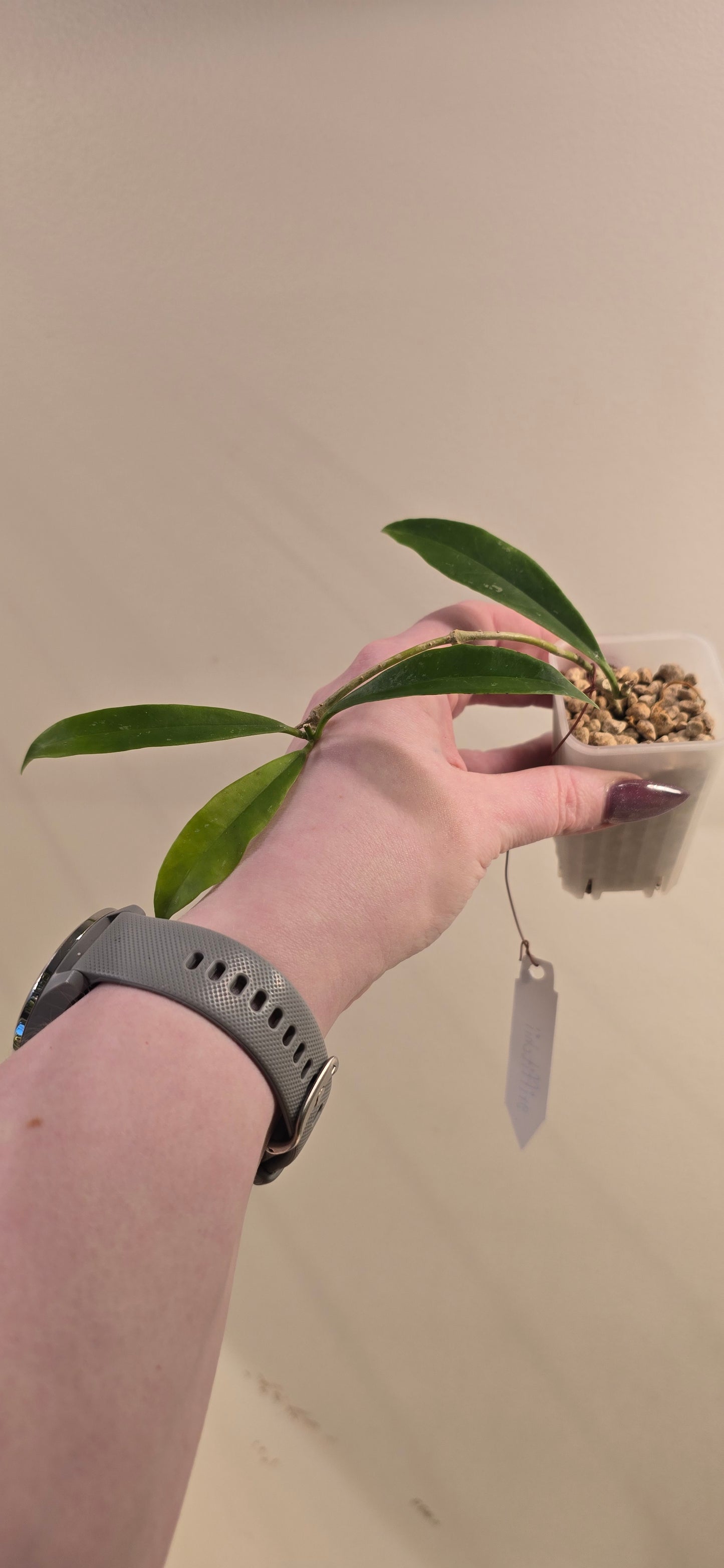 Hoya Griffithii