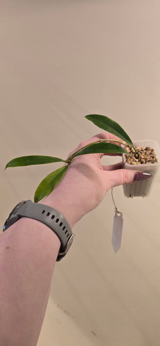 Hoya Griffithii