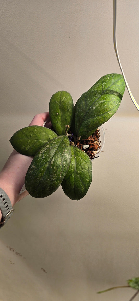 Hoya Larisa