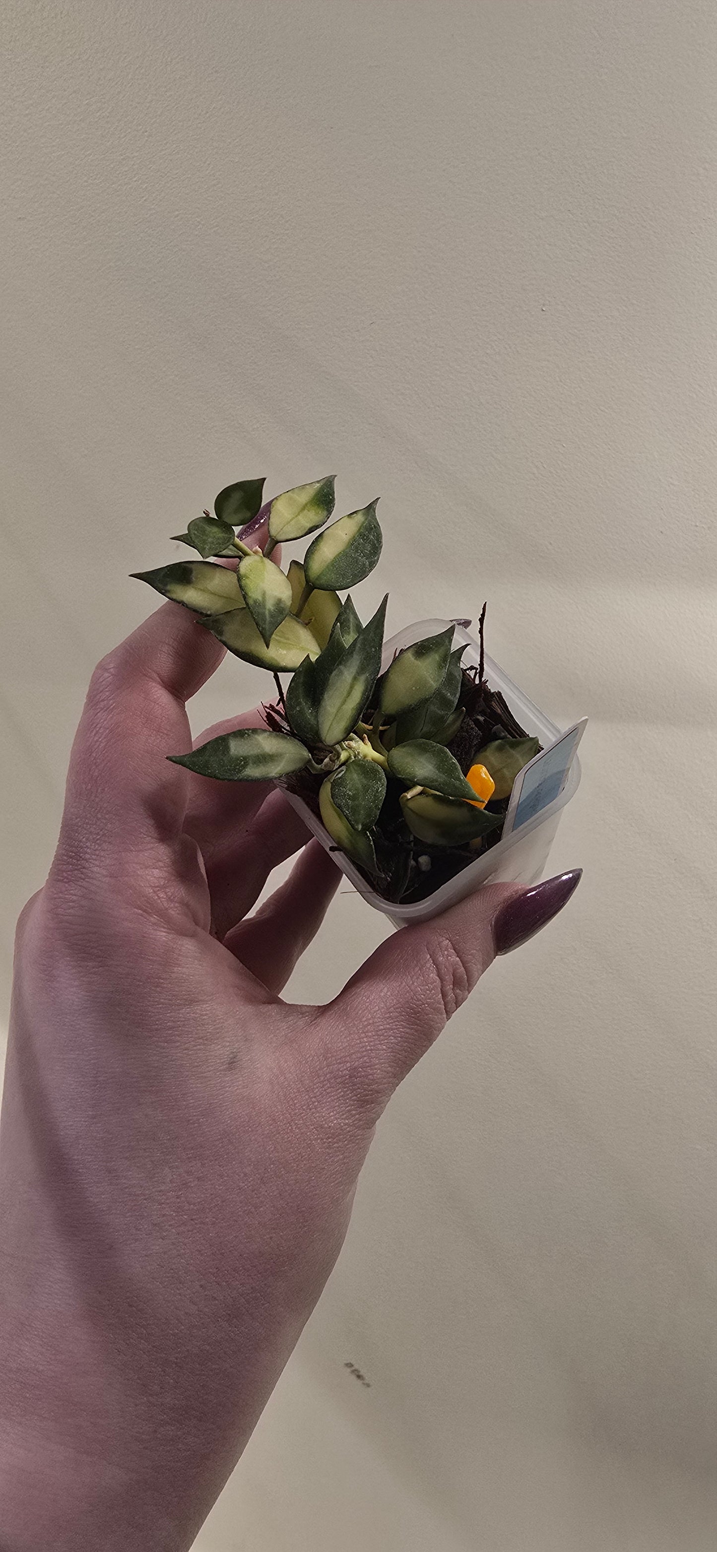 Hoya Lacunosa Variegated