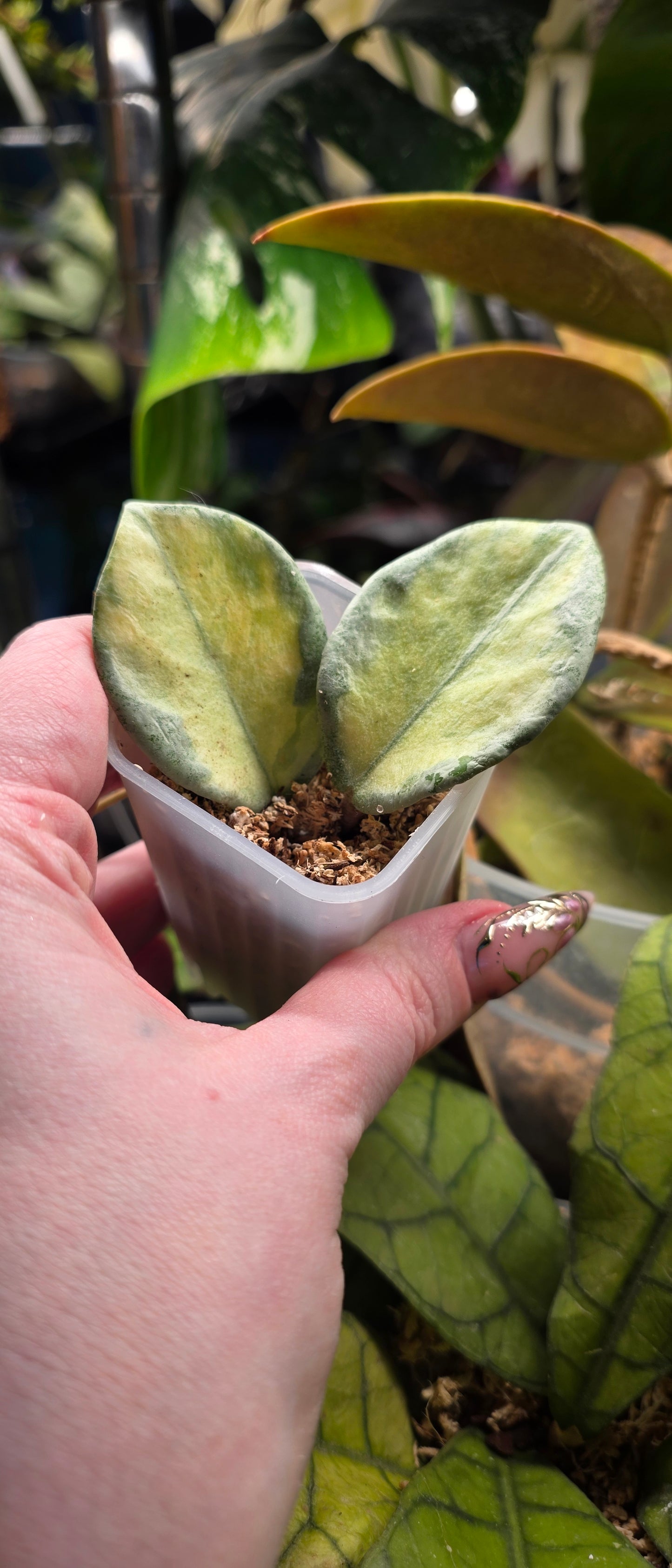 Hoya Argentea Princess