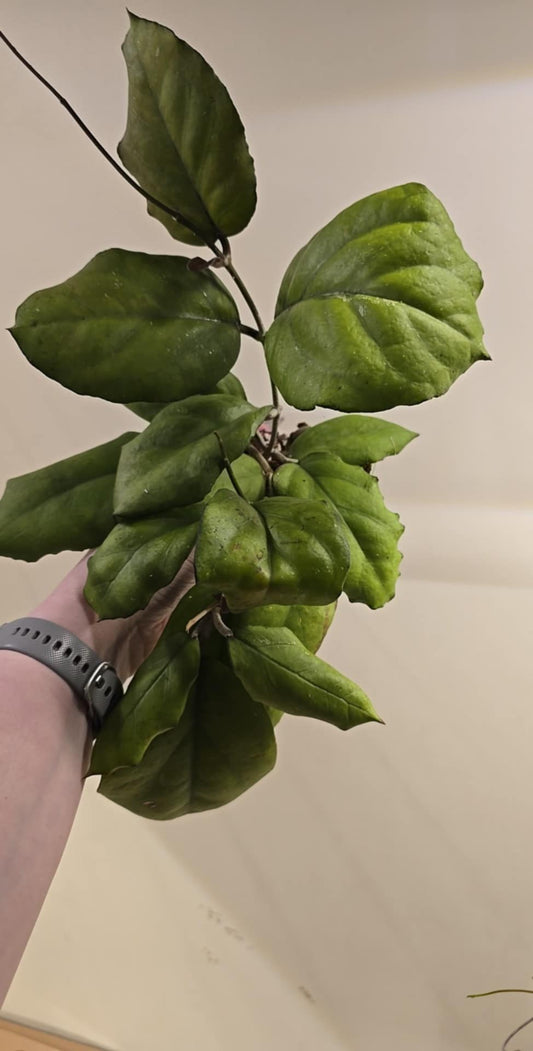 Hoya Thailand No ID