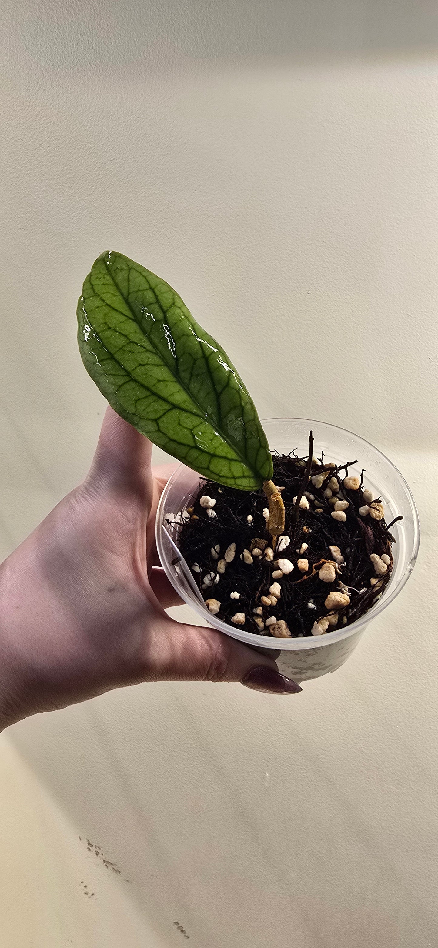 Hoya Vitellinoides