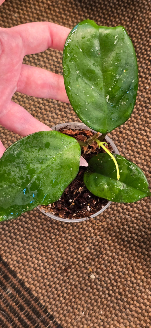 Hoya Royal Hawaiian x Fungii (Low-No Splash)