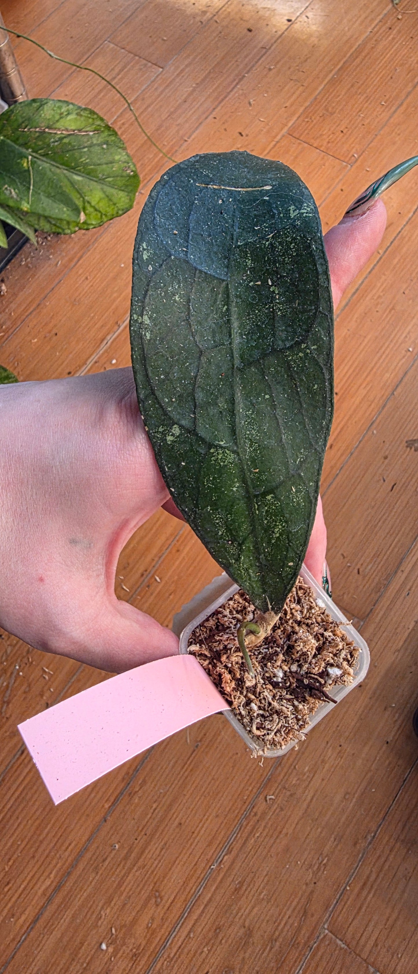 Hoya Clemensiorum 'Black'
