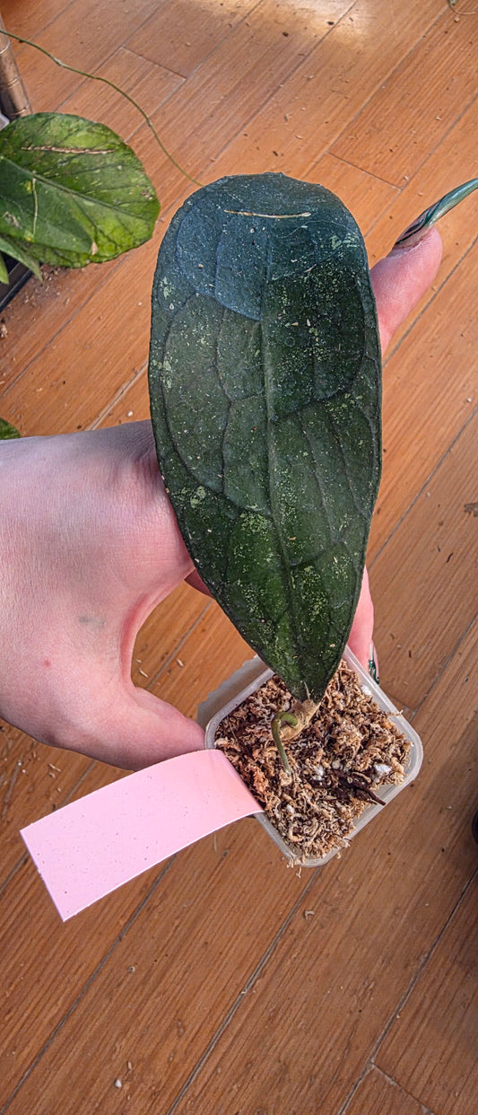 Hoya Clemensiorum 'Black'