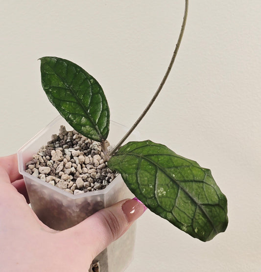 Hoya sp. Aceh "Onyx Scale"