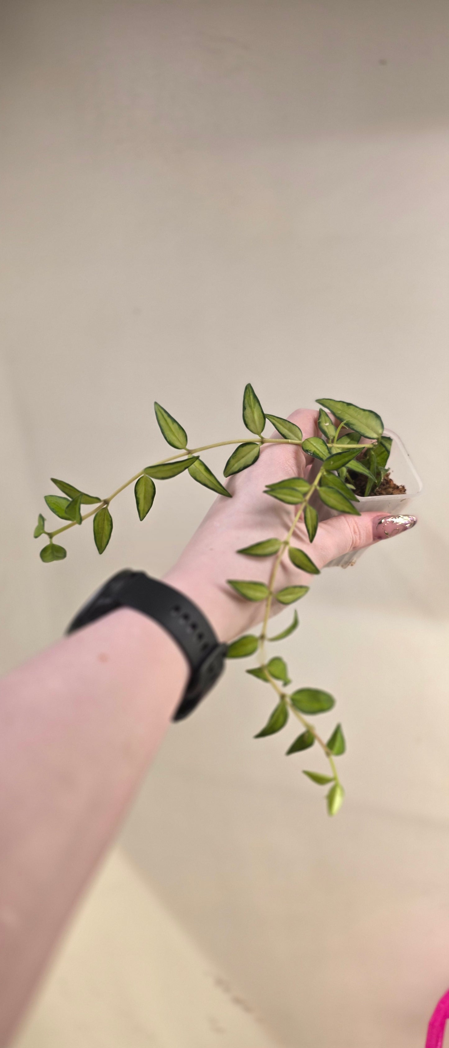 Hoya Bella (Inner Variegated)