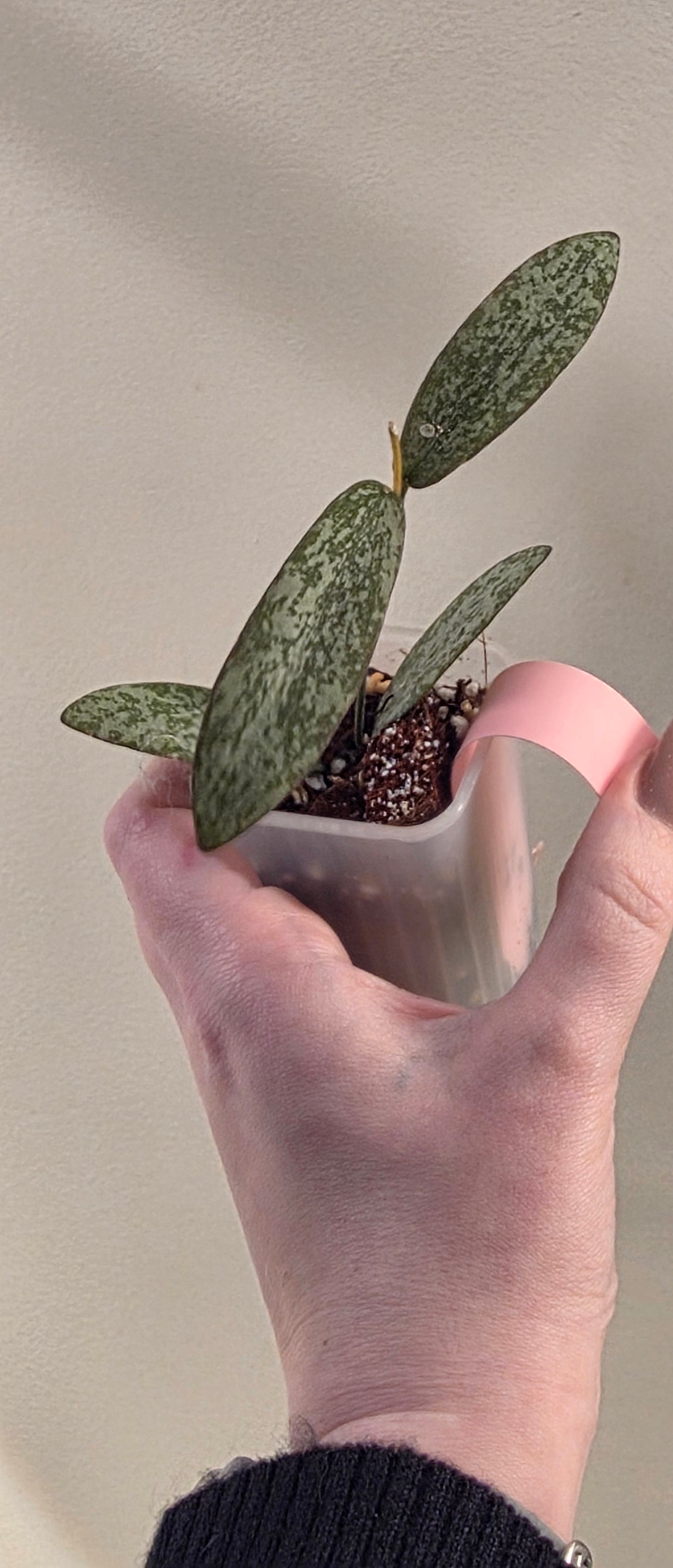 Hoya Sigillatis Silver