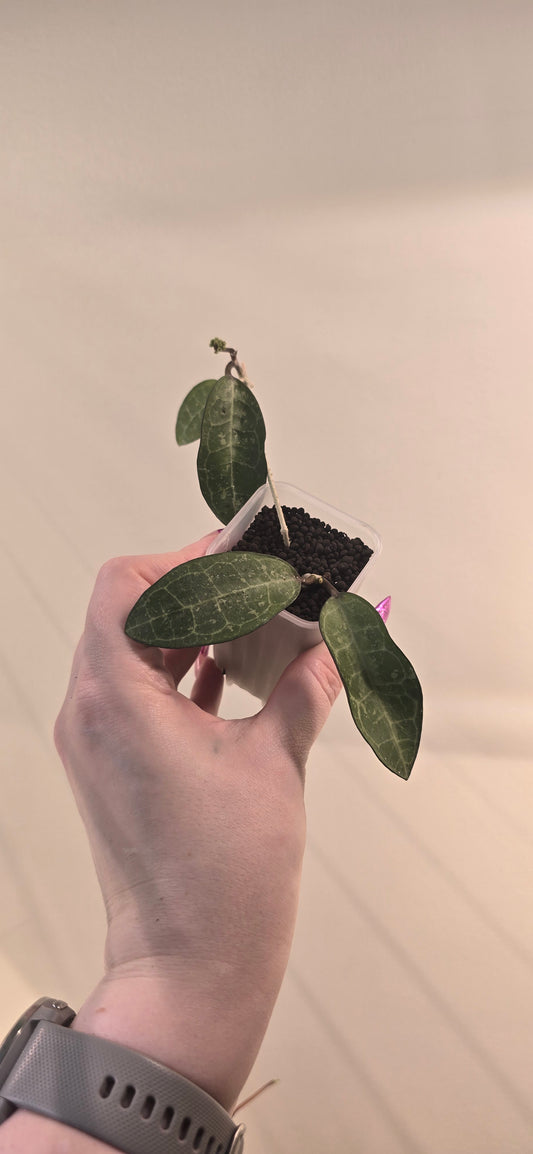 Hoya Elliptica Splash