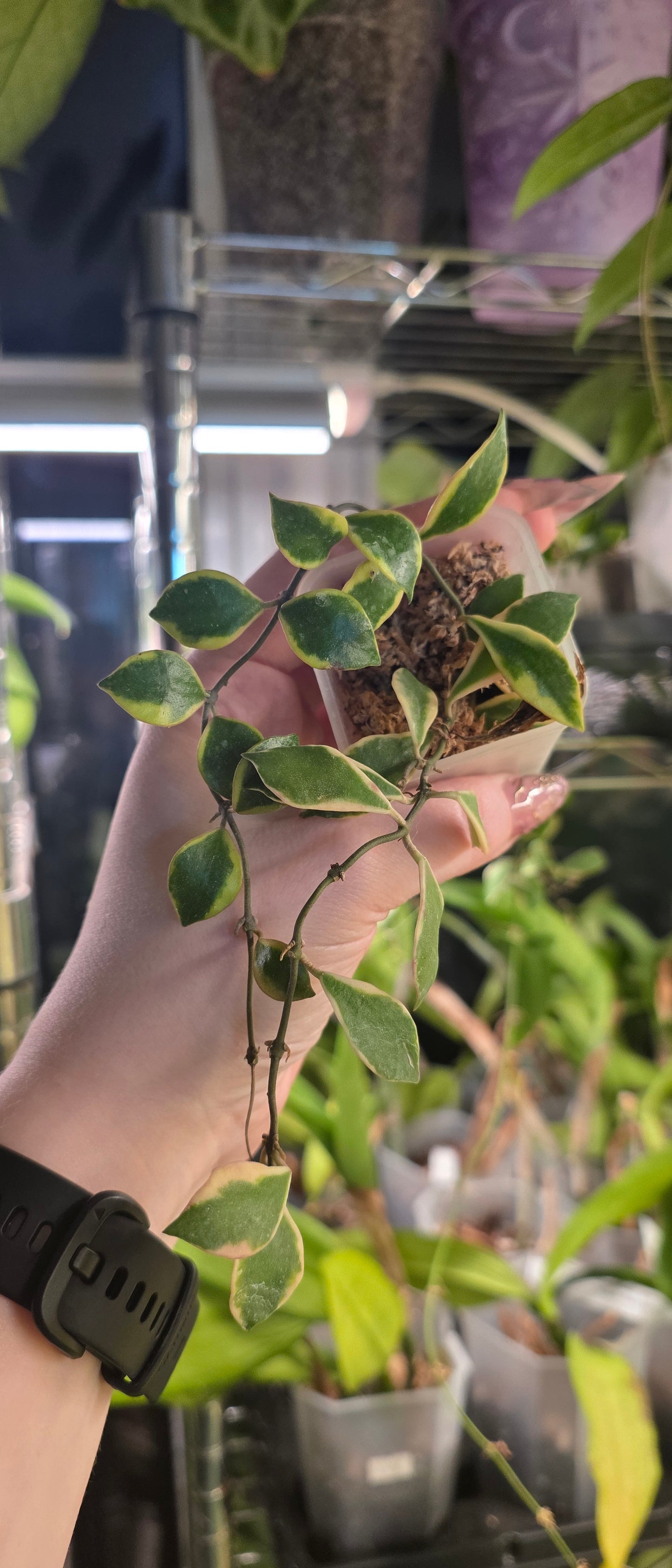 Hoya bakoensis Albomarginata — Hoya cuttings and rooted plants from The Hoya Trove