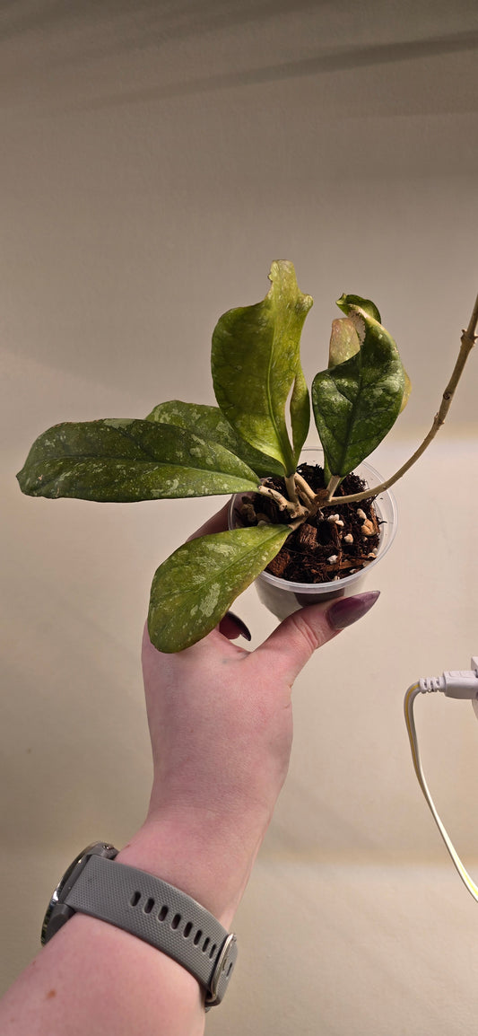 Hoya Leonesis Splash