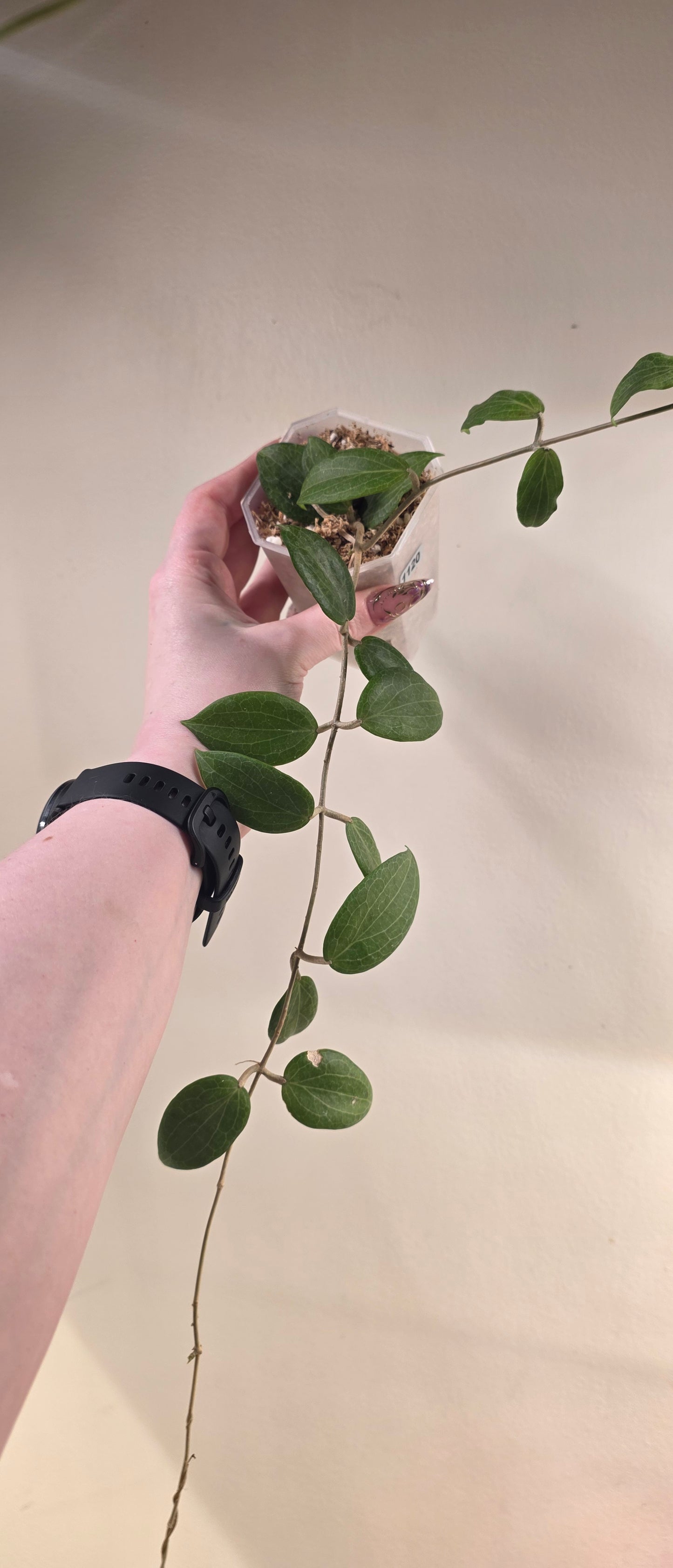 Hoya fitchii — Hoya cuttings and rooted plants from The Hoya Trove