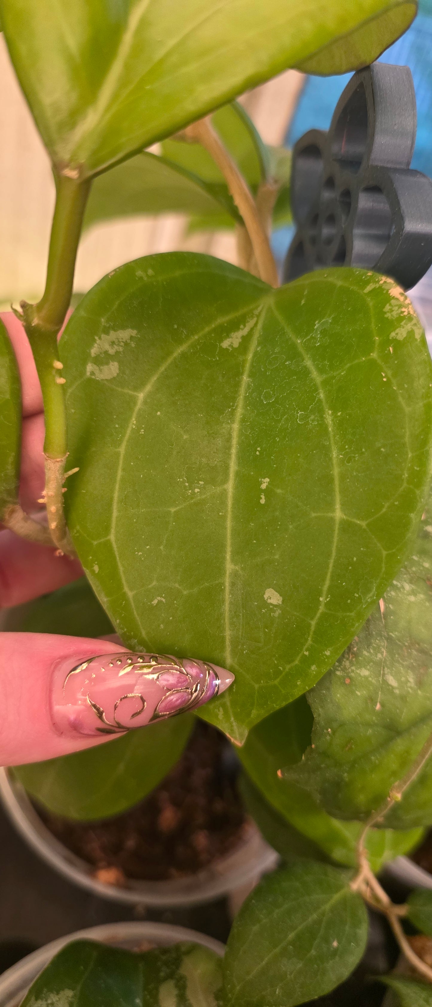 SG-TRV003 'Goliath' — Hoya Latifolia Sarawak × Open