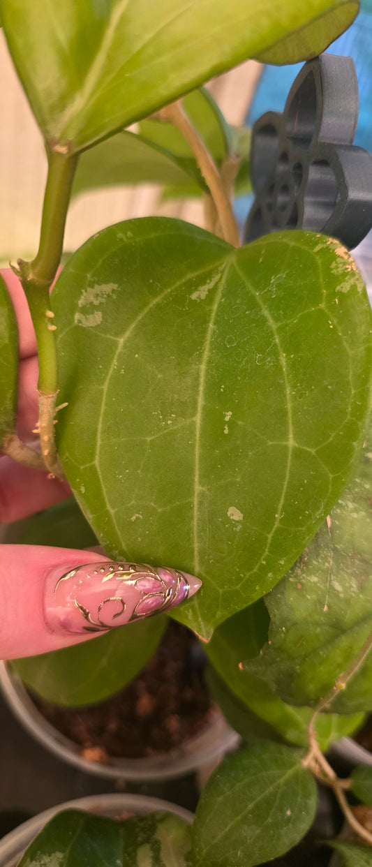 SG-TRV003 'Goliath' — Hoya Latifolia Sarawak × Open