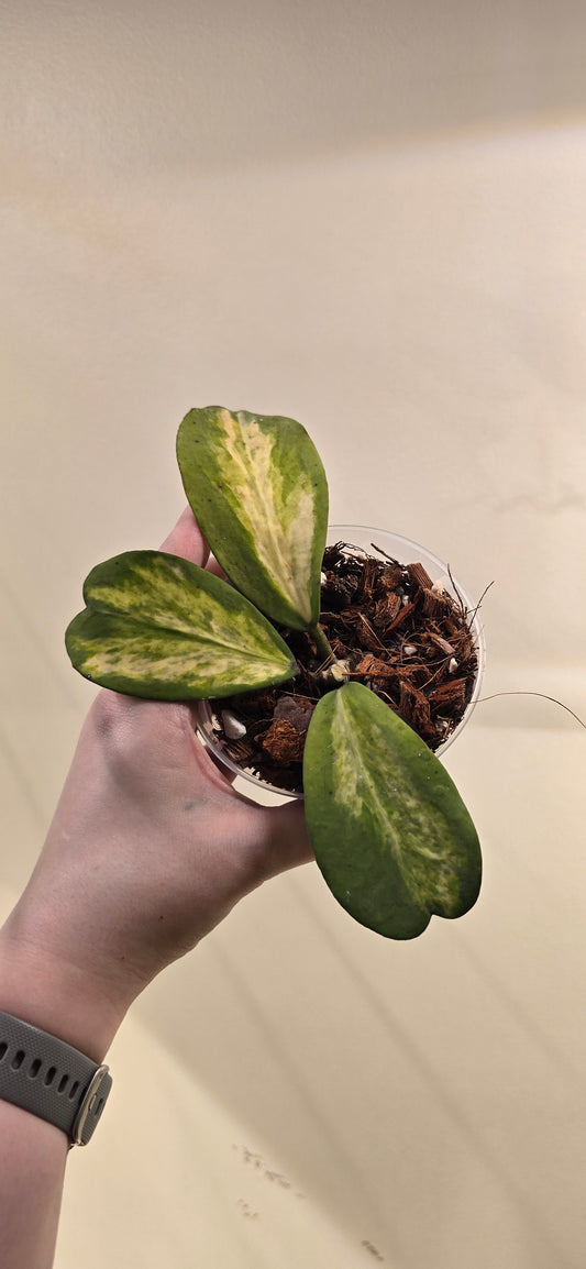 Hoya Kerrii Variegated Spot