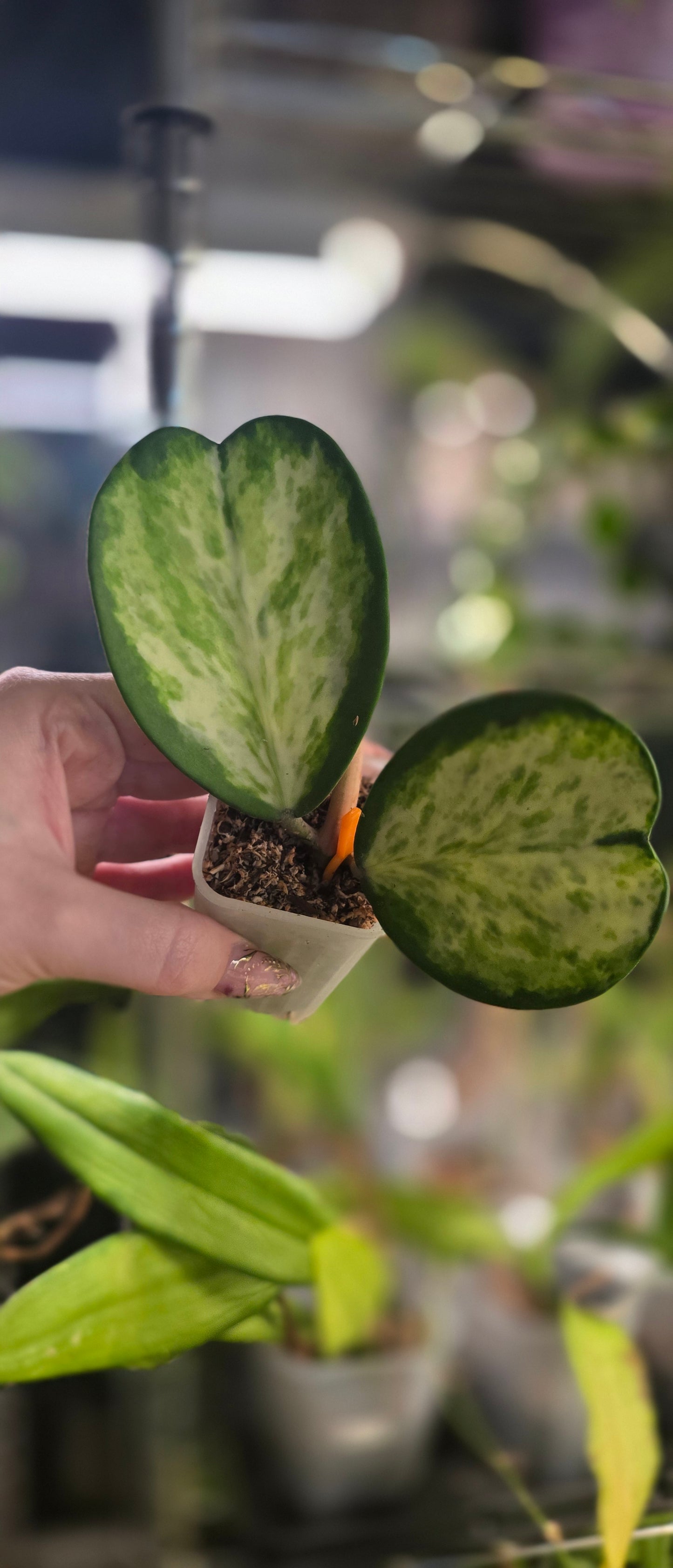 Hoya Kerrii Variegated Spot