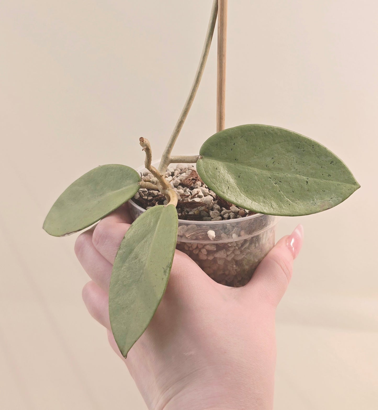 Hoya Silver Dollar