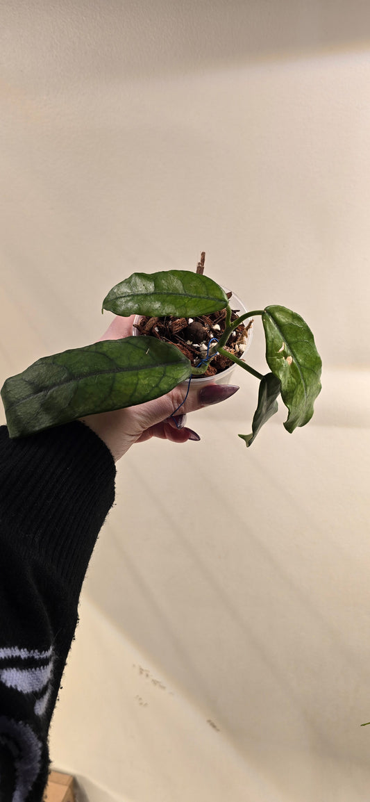 Hoya Globulosa