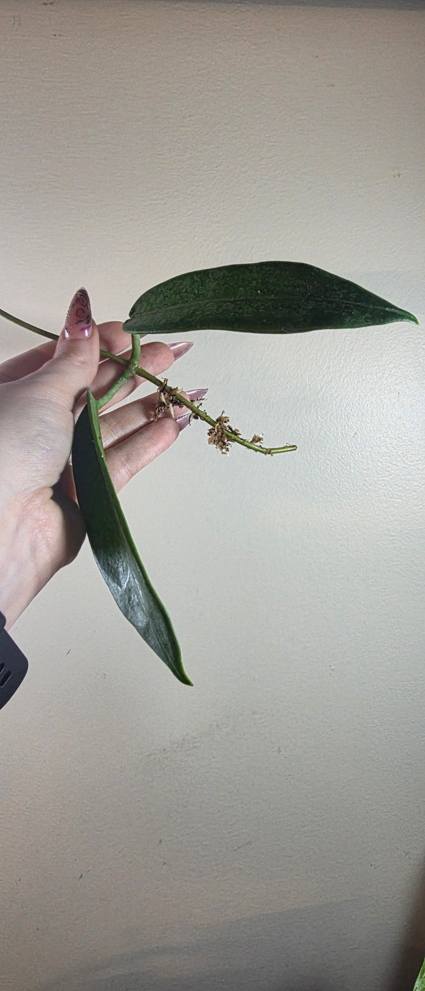 Hoya Stenakei