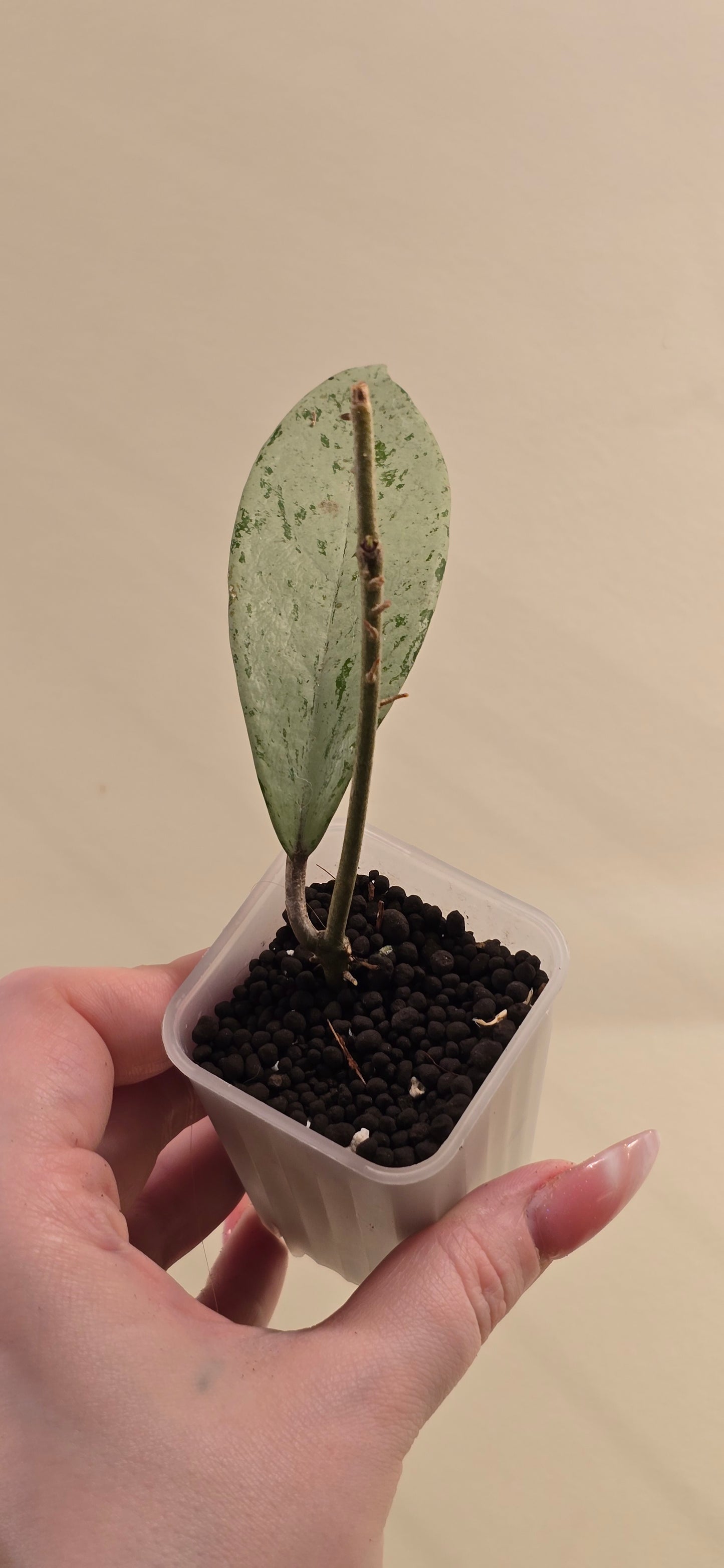 Hoya Publicalyx Pink Silver Ghost