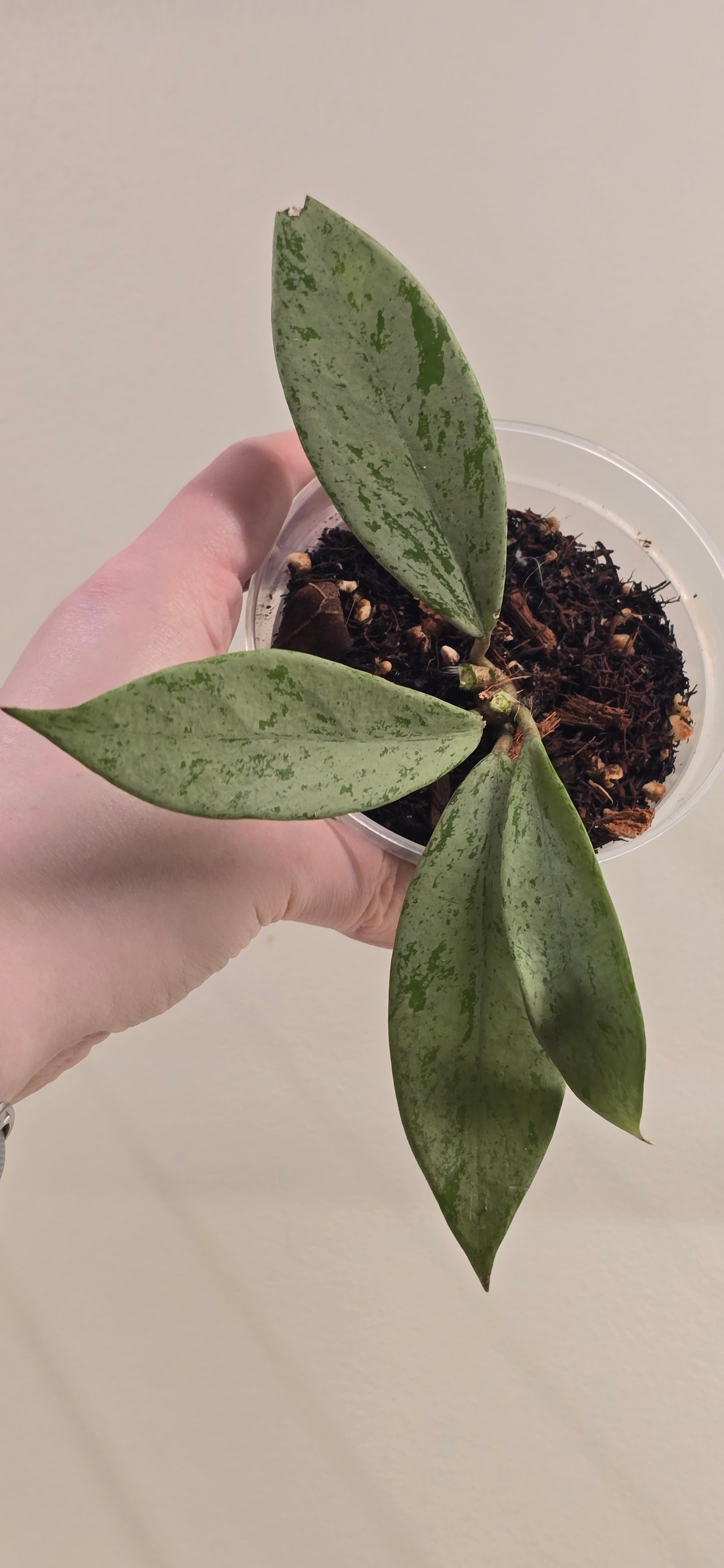 Hoya Publicalyx Pink Silver Ghost