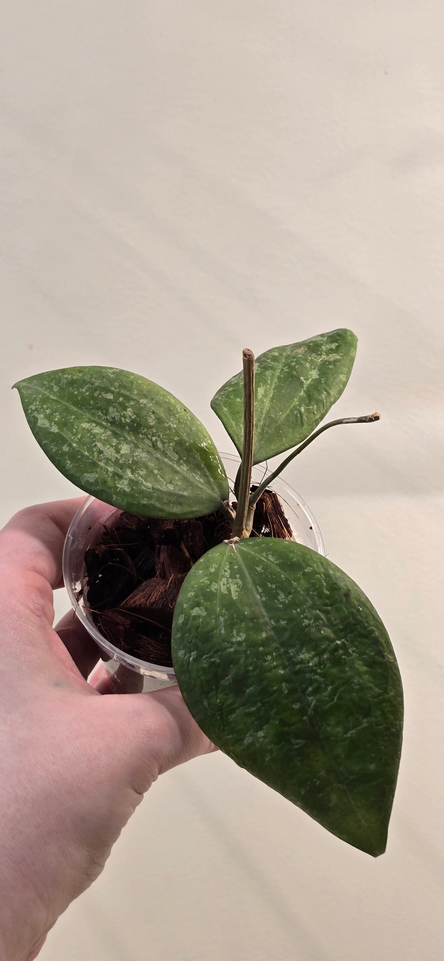 Hoya Hanhiae Splash