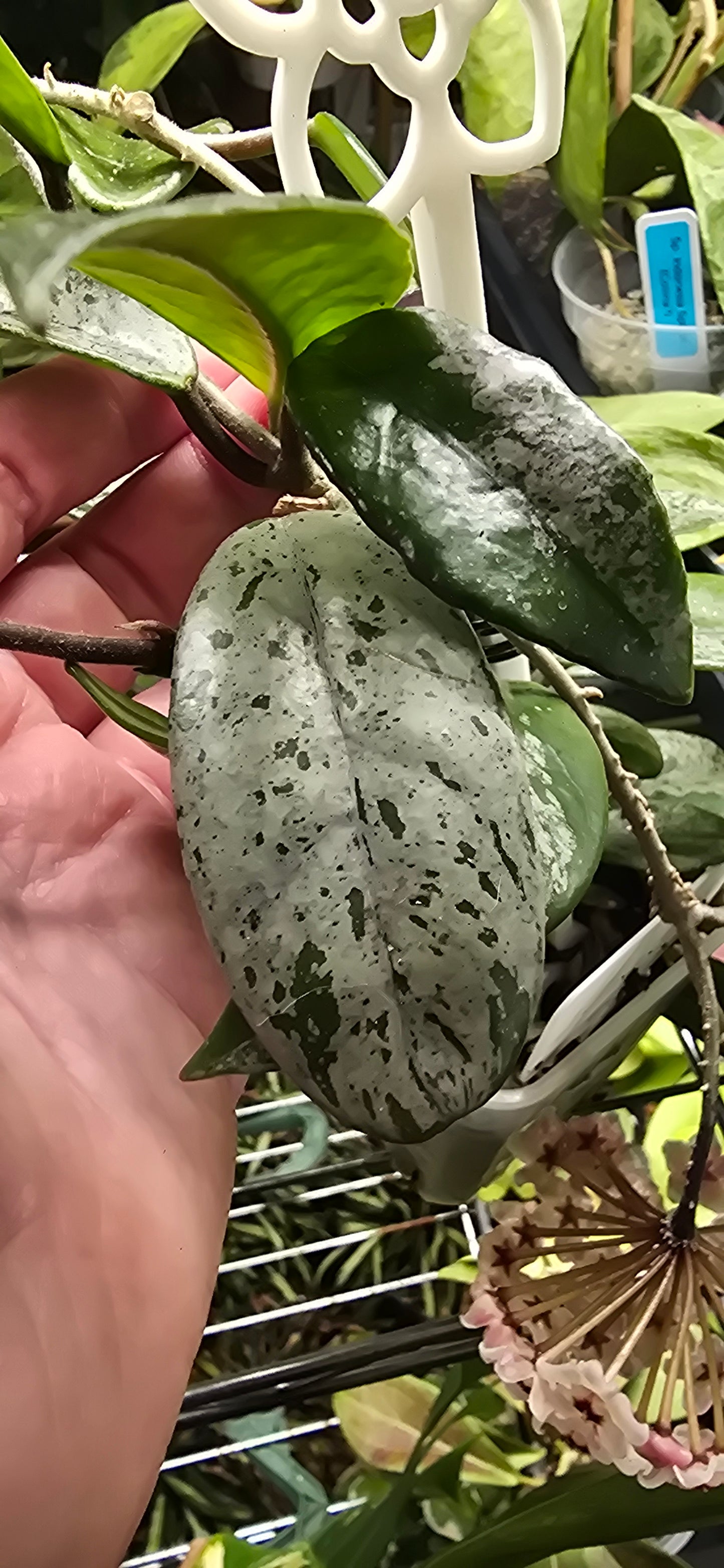 Hoya Wilbur Graves