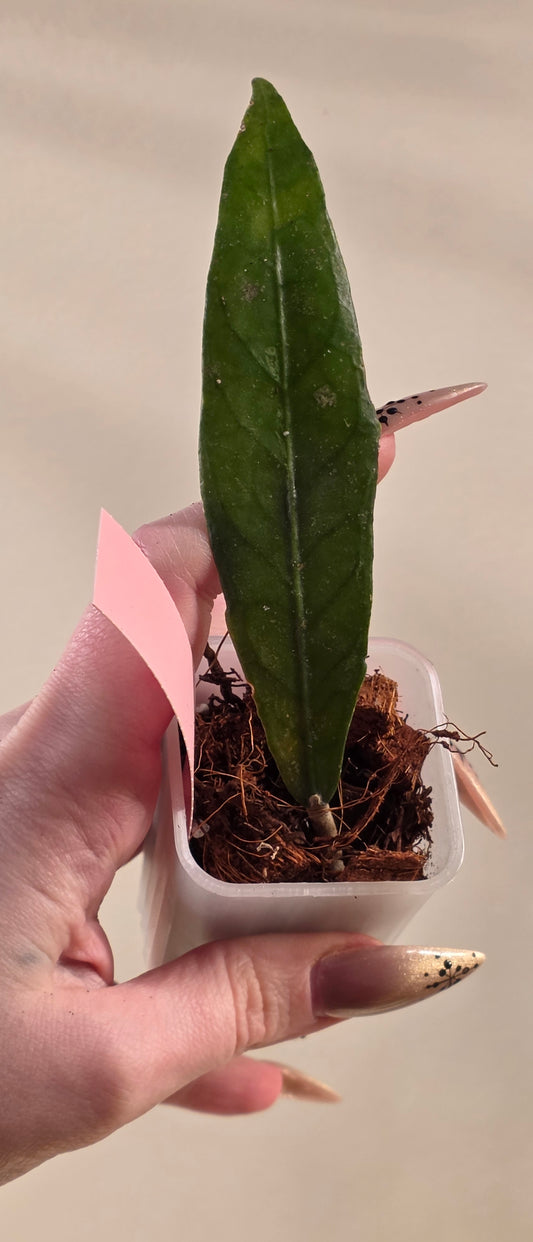 Hoya sp. Aceh TRV005 "Leviathan"