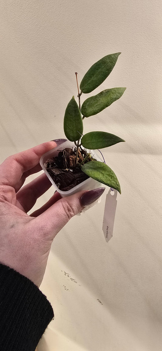 Hoya Patella Pink
