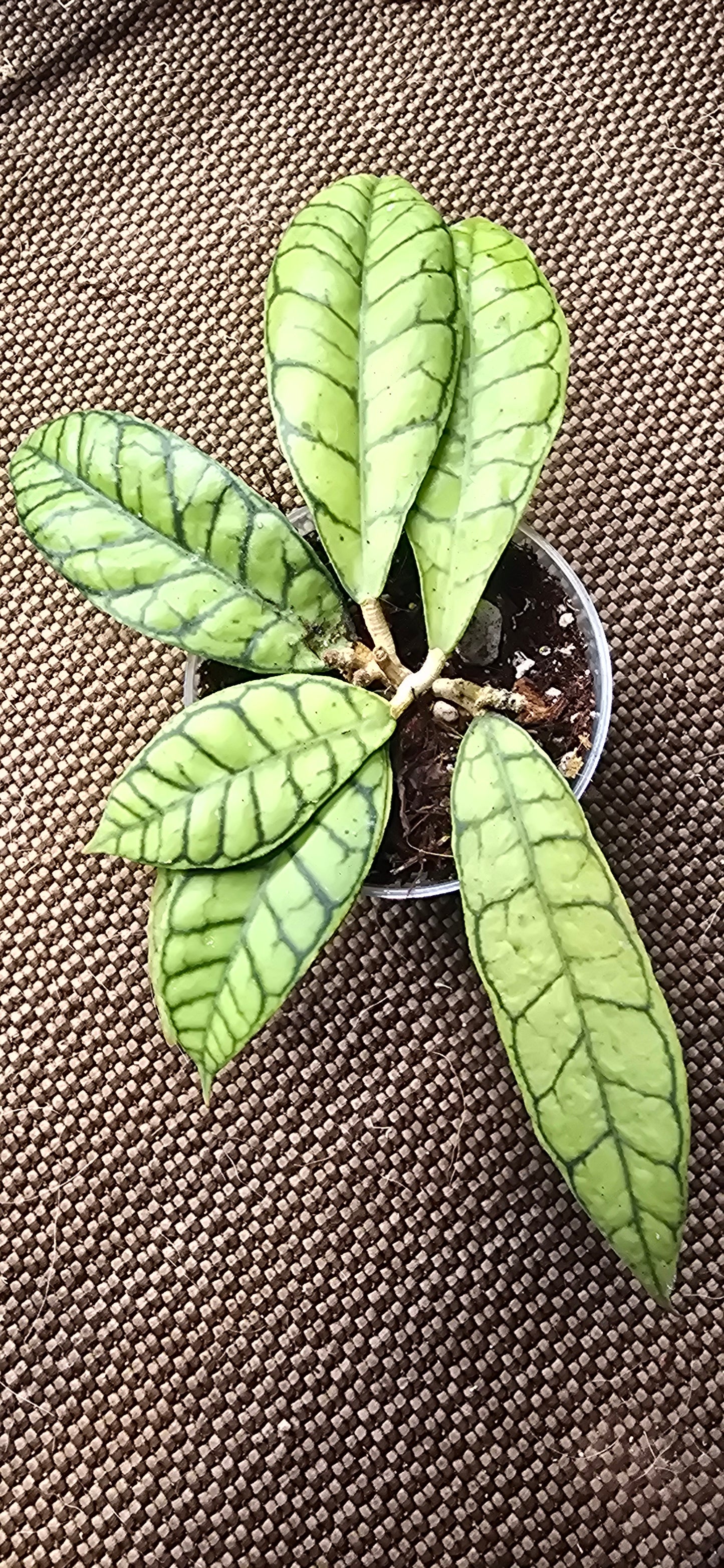 Hoya Callistophylla