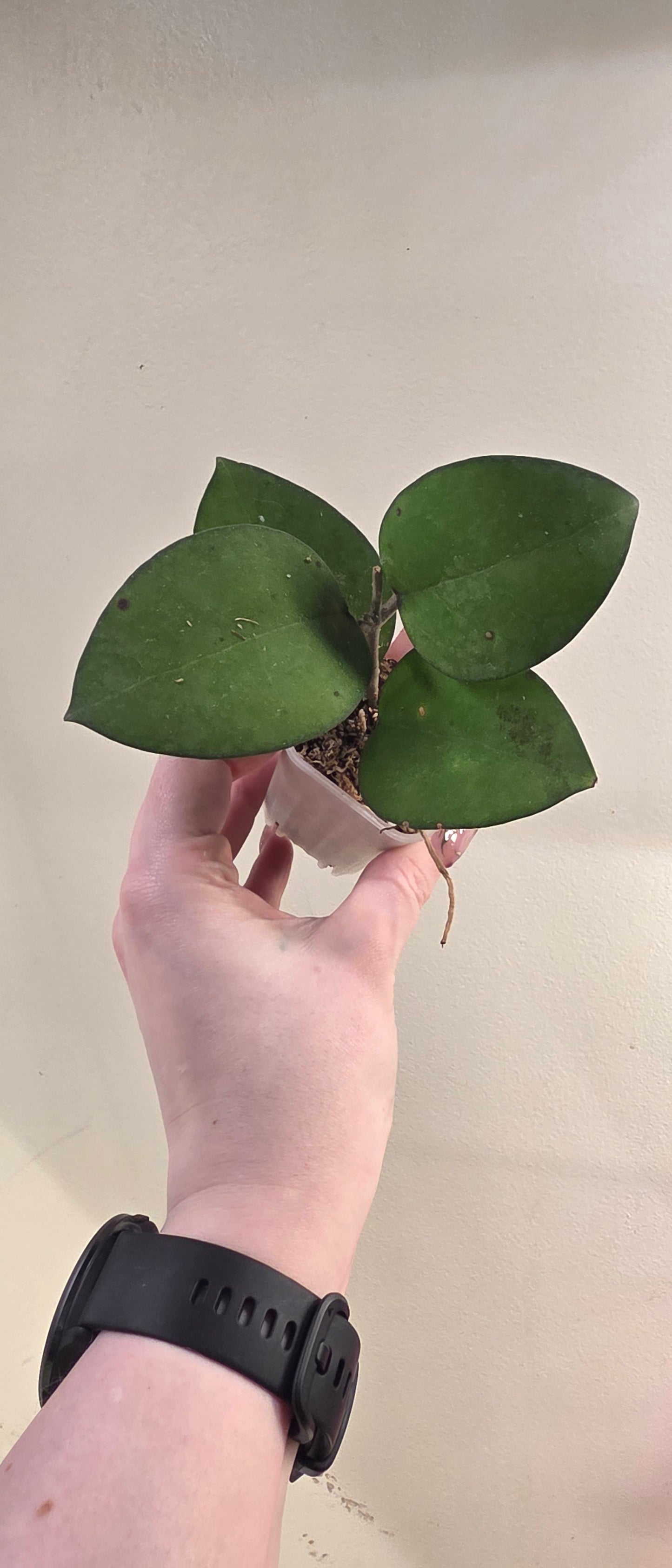 Hoya vitellina (Garut) — Hoya cuttings and rooted plants from The Hoya Trove