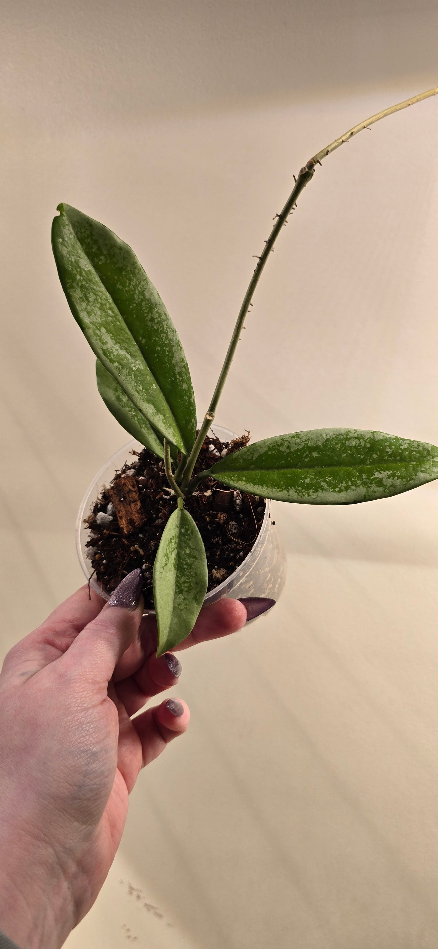 Hoya Carnosa AH074 Silver Moon