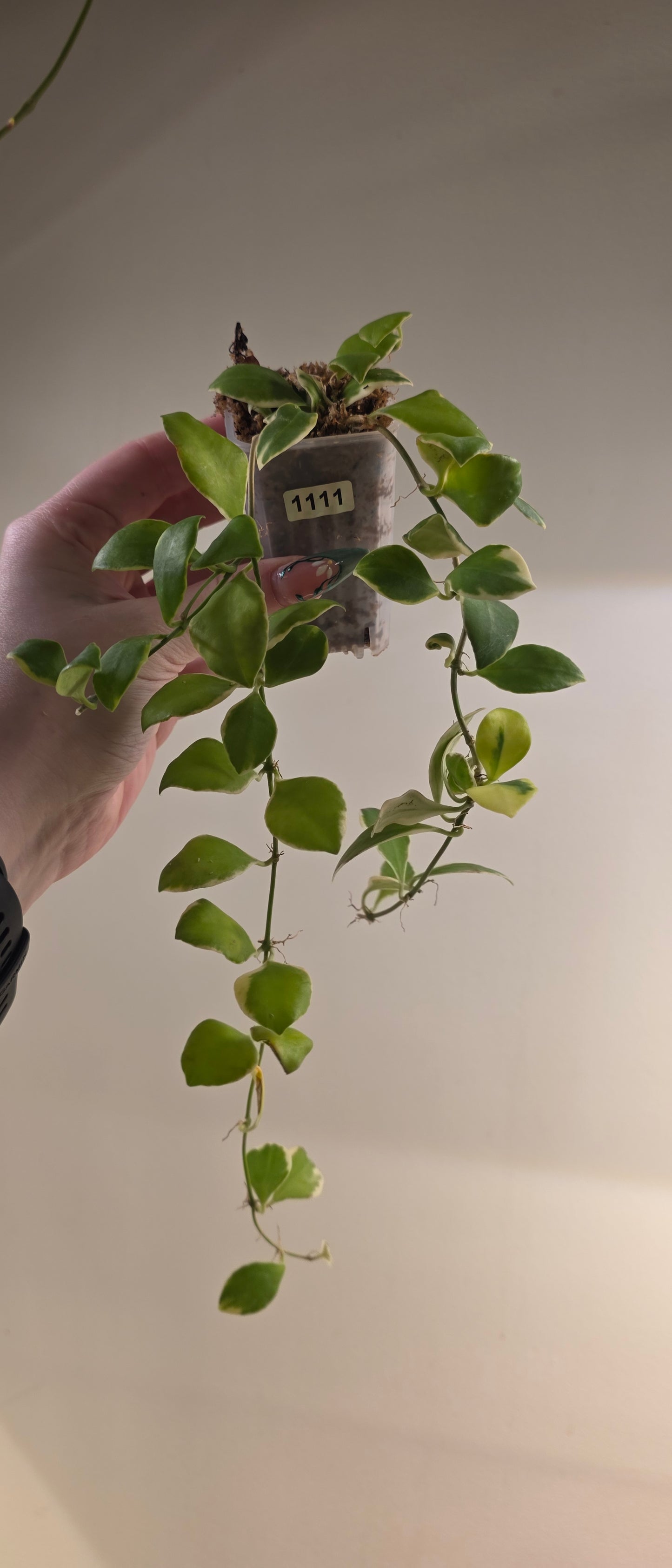 Hoya Heuschkeliana Albomarginata