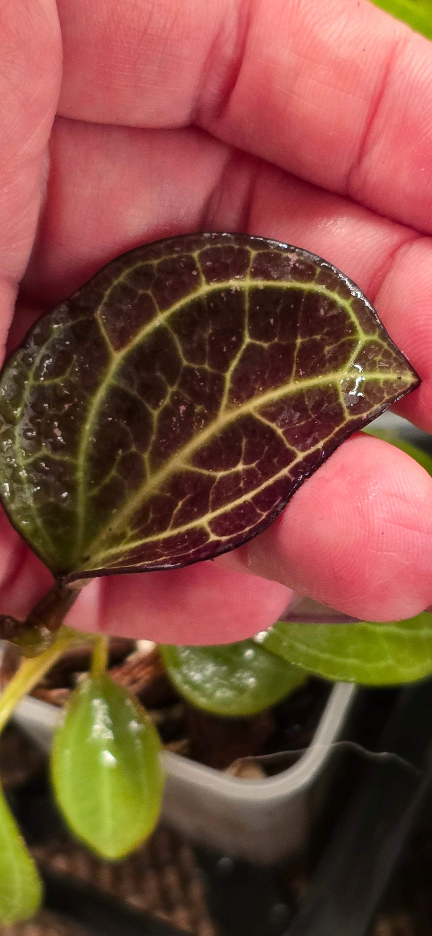 Hoya Latifola Borneo x Unk Hybrid Seedling