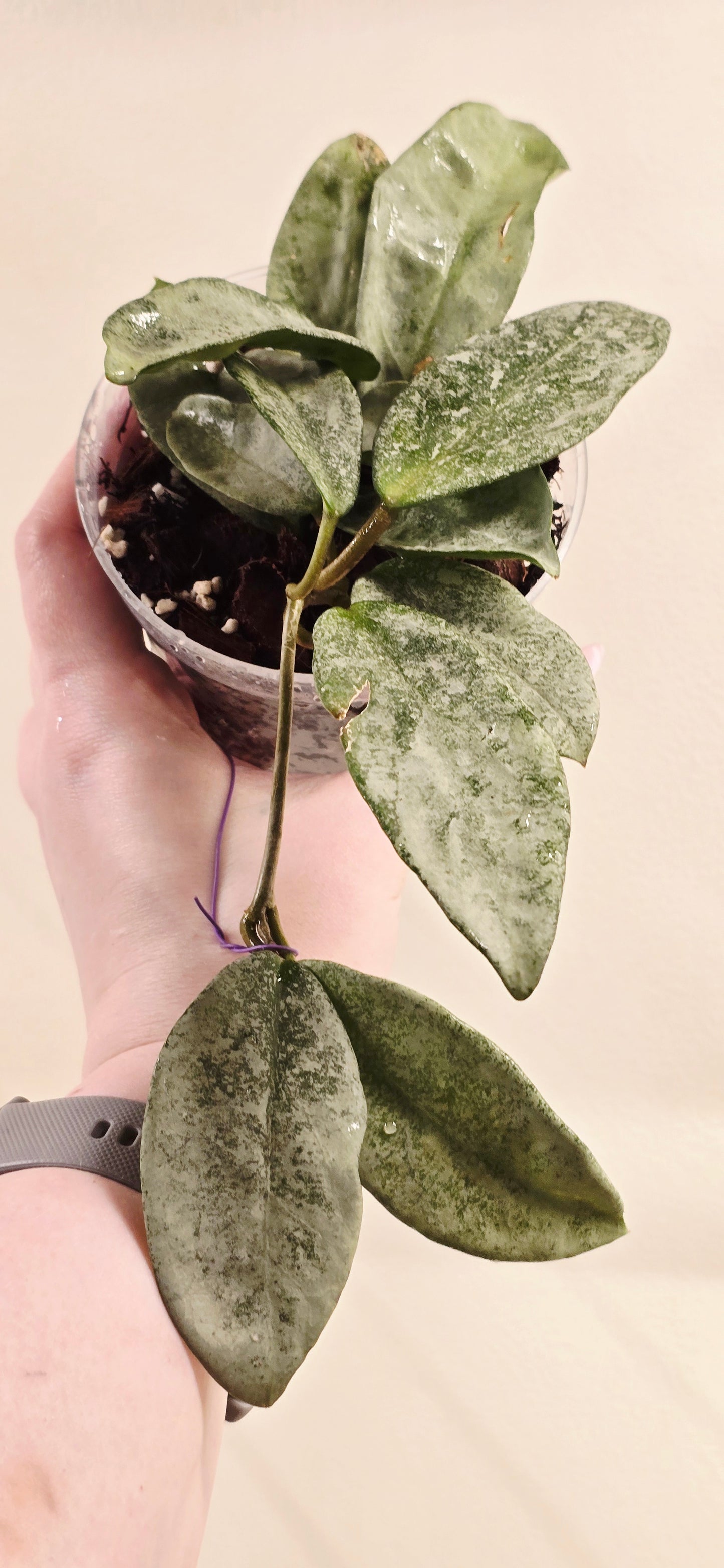 Hoya Nova Ghost
