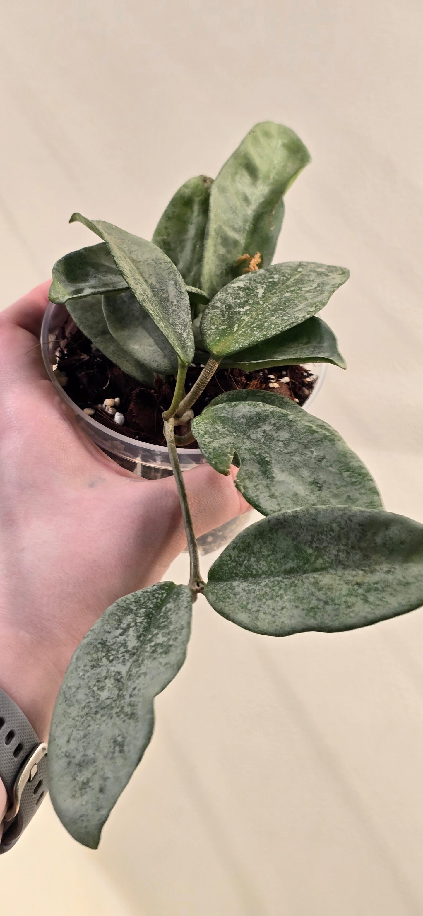 Hoya Nova Ghost