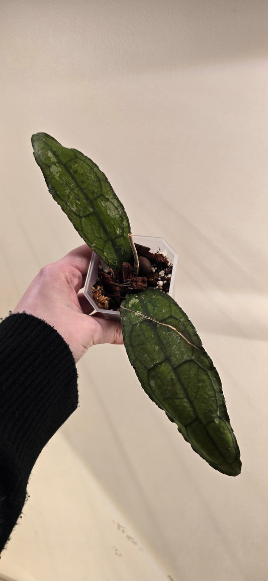 Hoya Clemensiorum Dark Vein (Light Splash)
