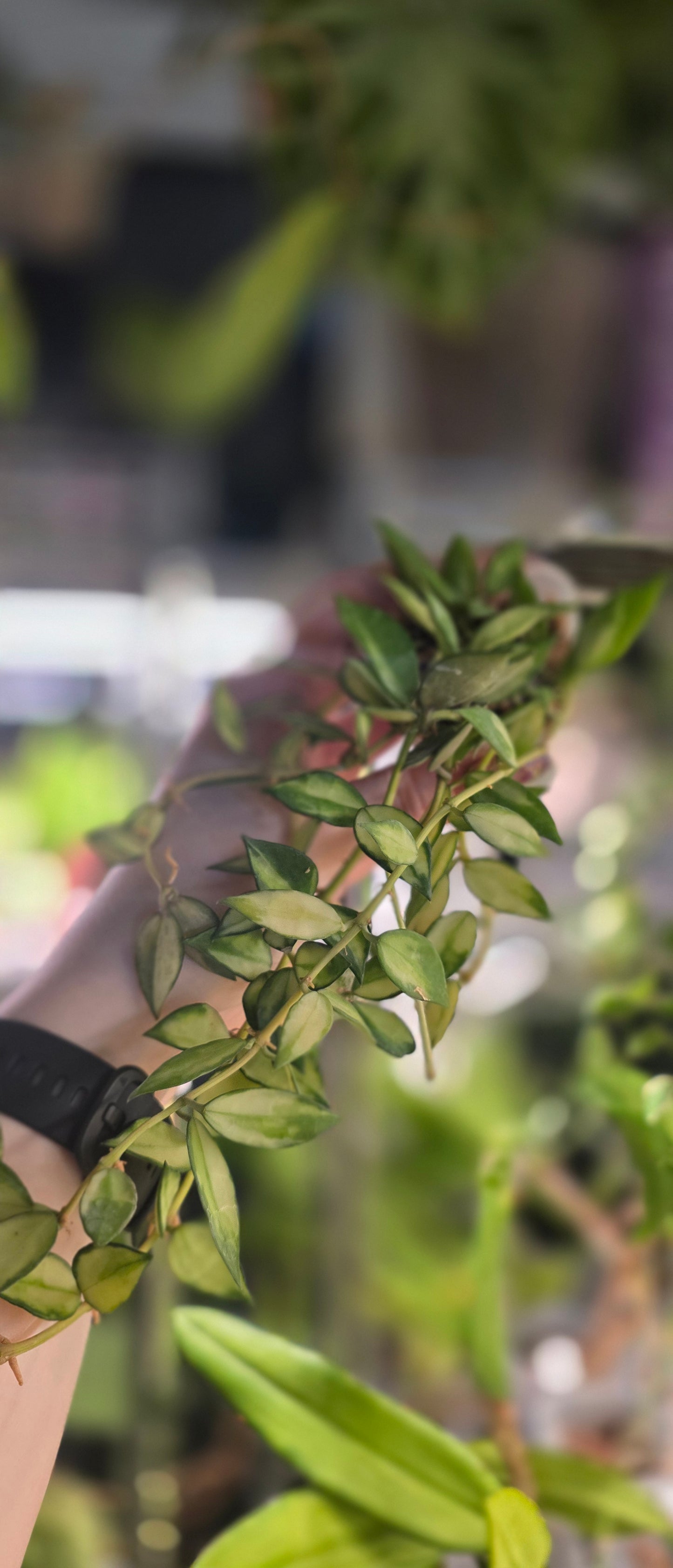 Hoya Lacunosa Variegated