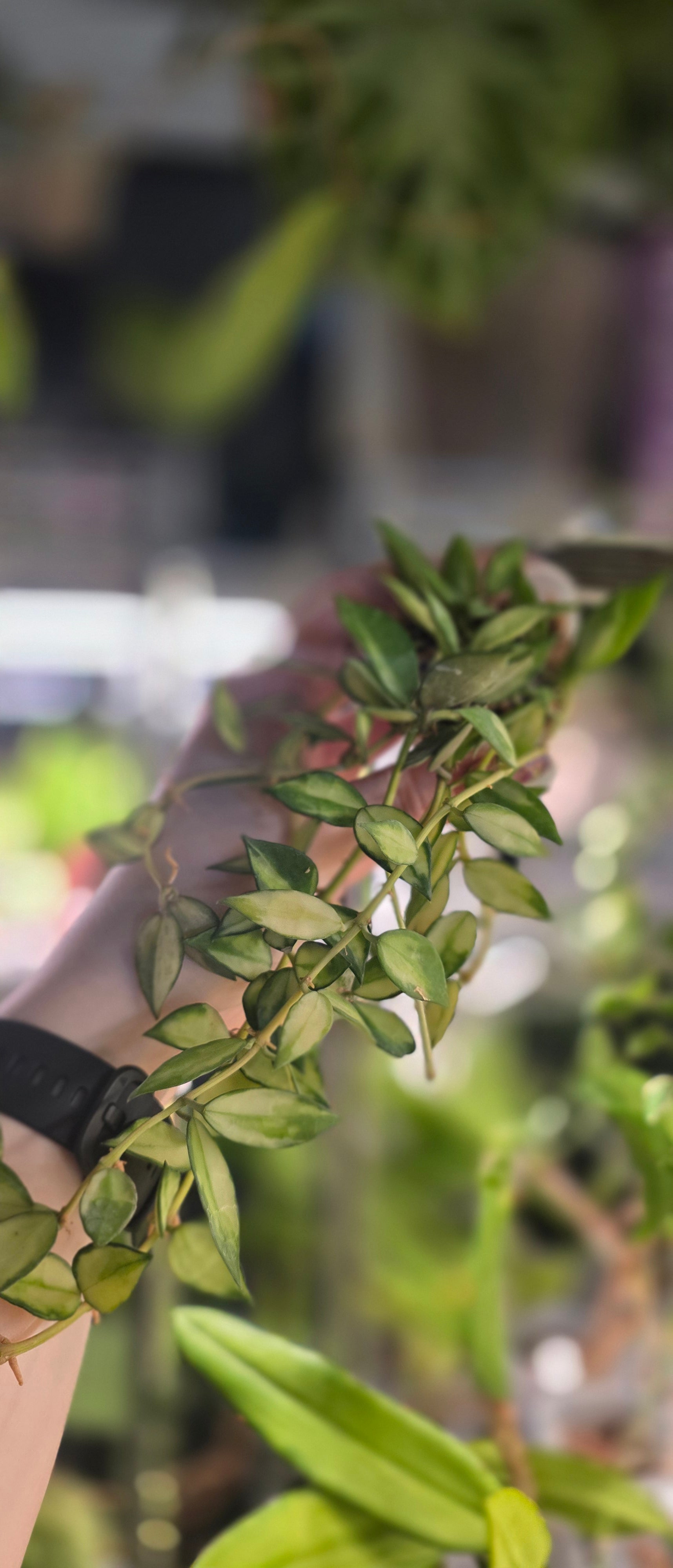 Hoya Lacunosa Variegated — Cuttings & Rooted Plants