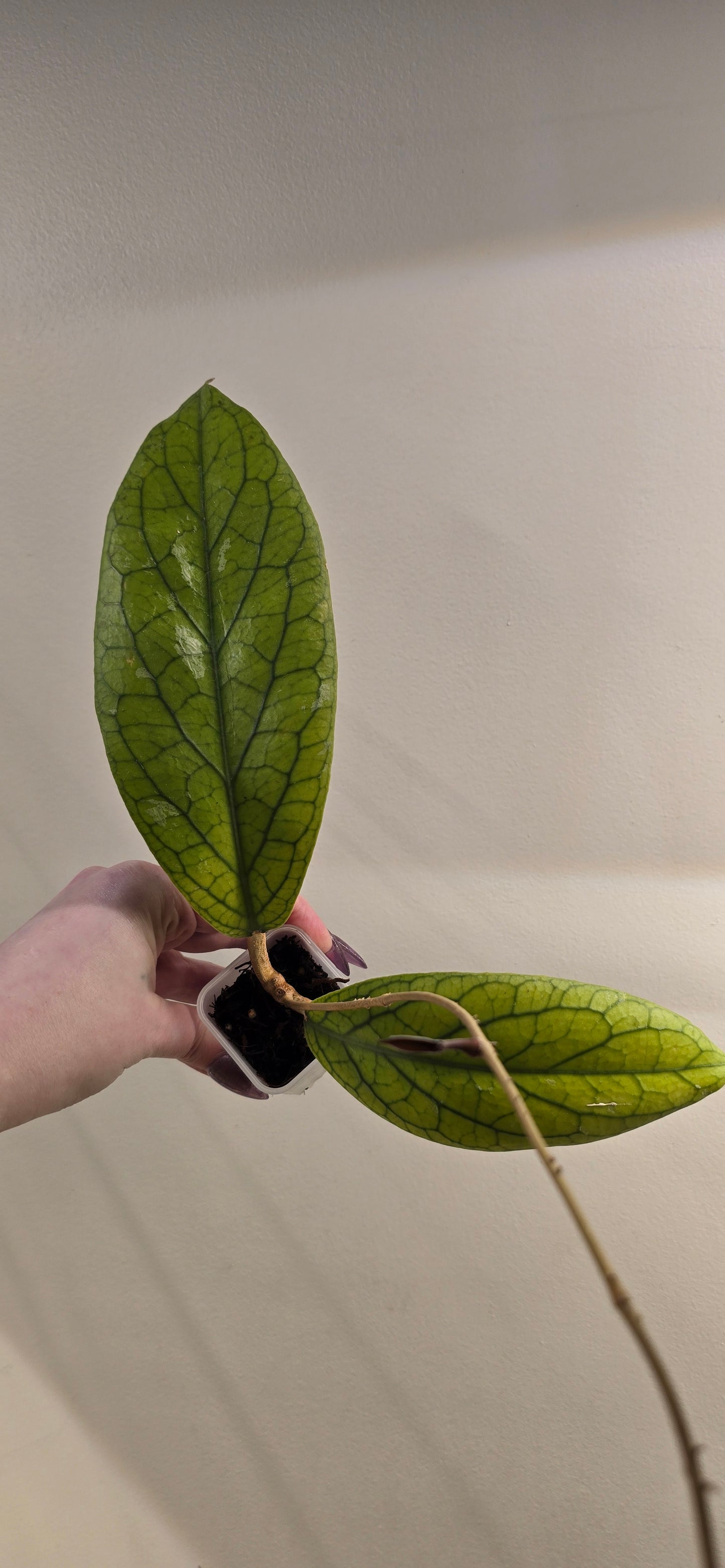 Hoya Vitellinoides
