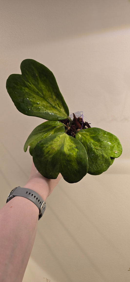 Hoya Kerrii Variegated