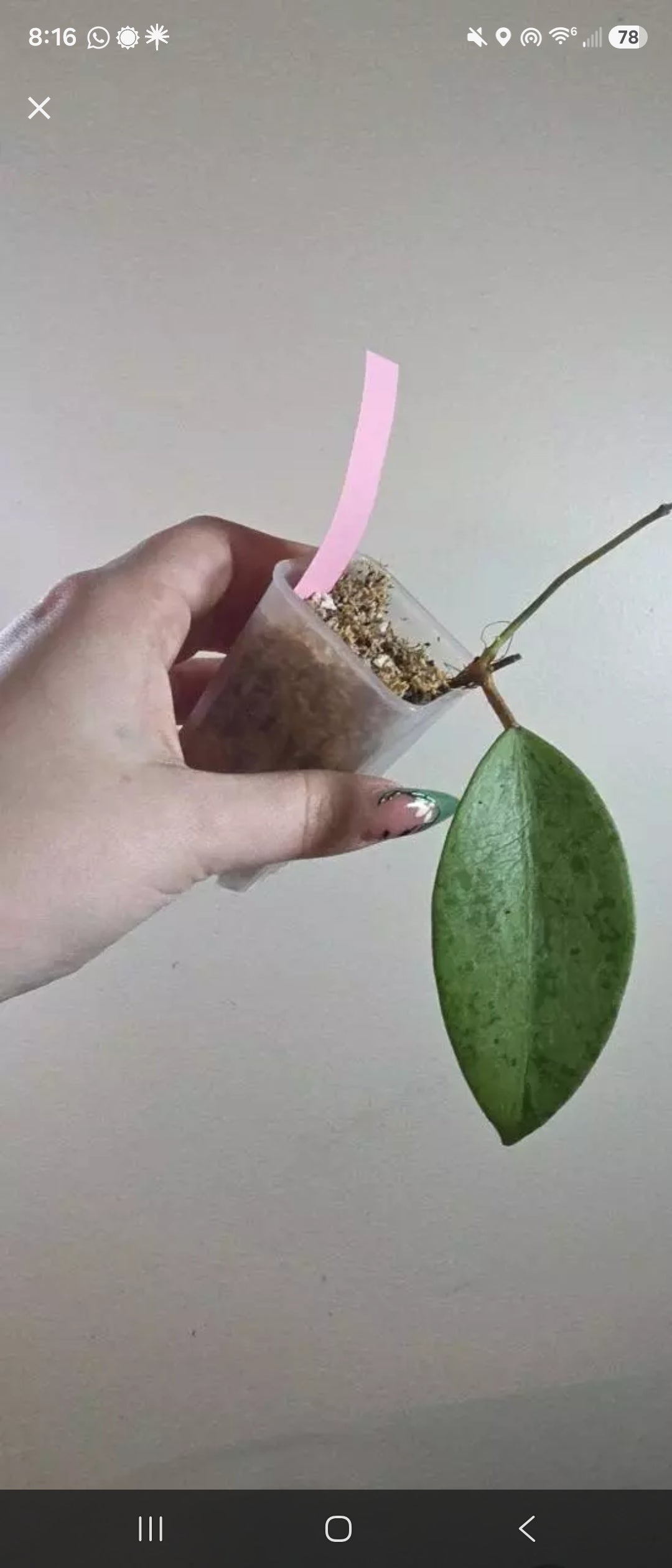 Hoya 'Thien Phuc' Silver