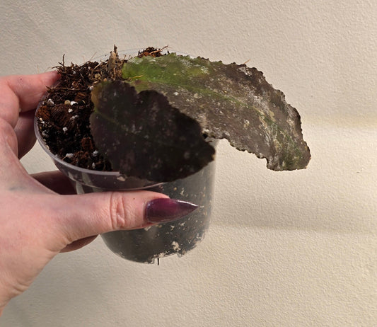 Hoya Undulata Pink Splash
