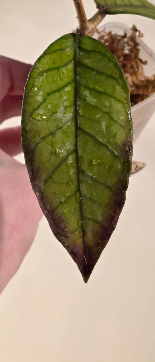 Hoya sp. Aceh TRV009 "Ember Laced"