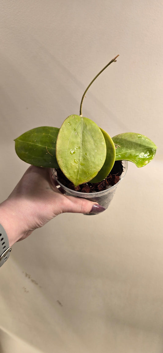 Hoya BP-03